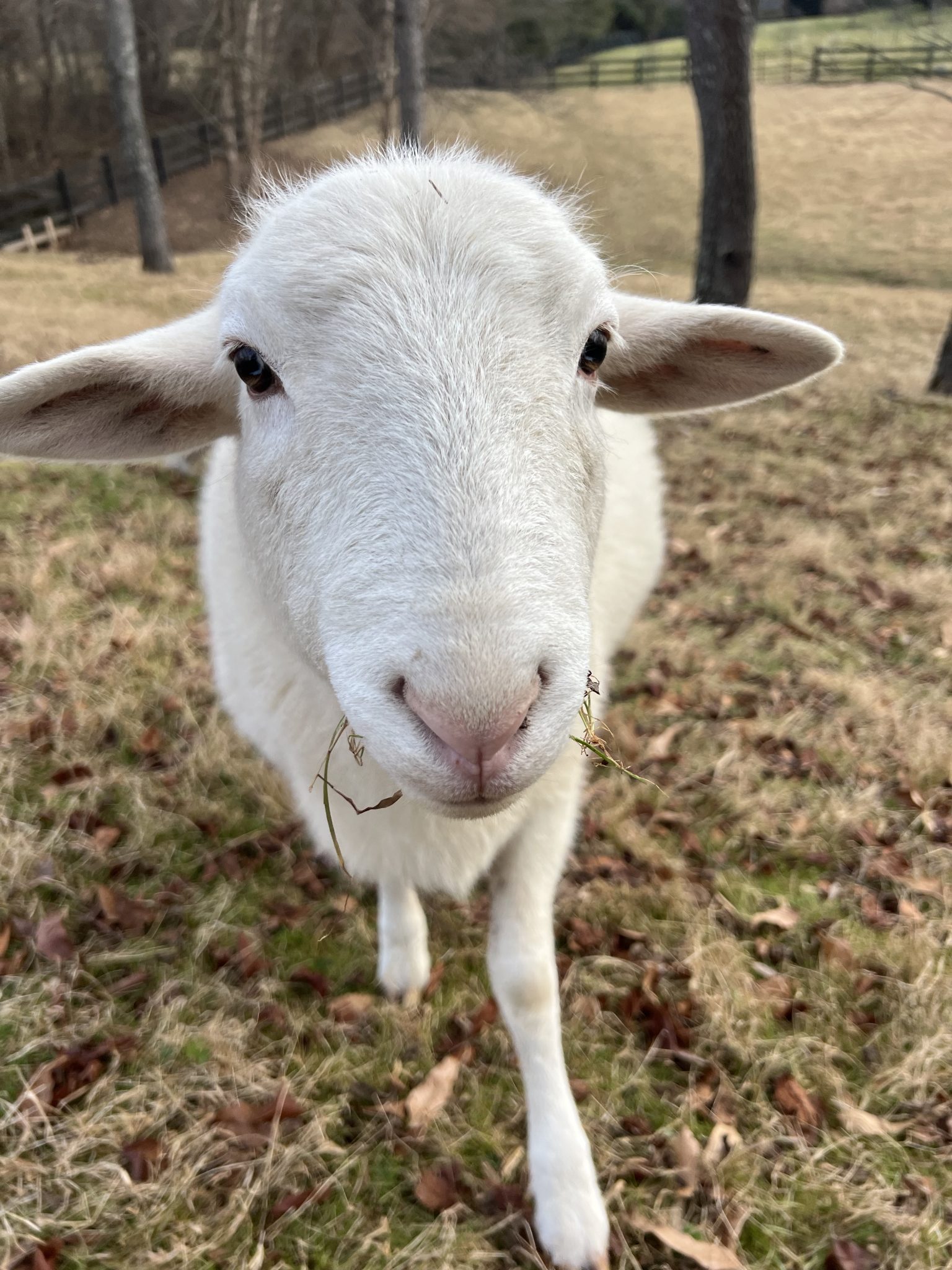 teddy-rosie-s-farm-sanctuary