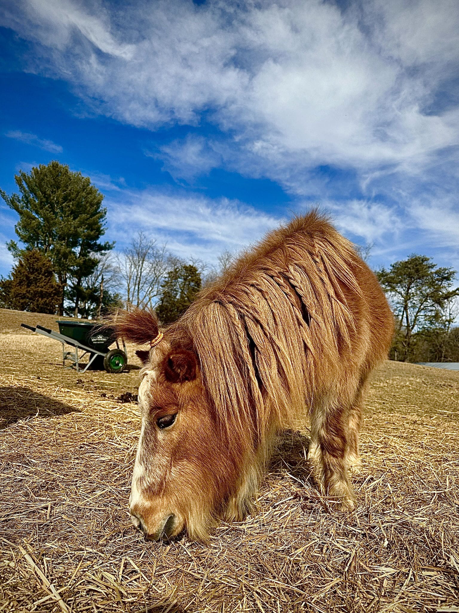 mama-rosie-s-farm-sanctuary