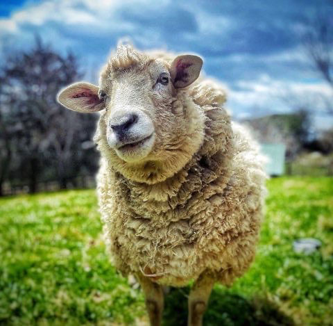 Penny the sheep