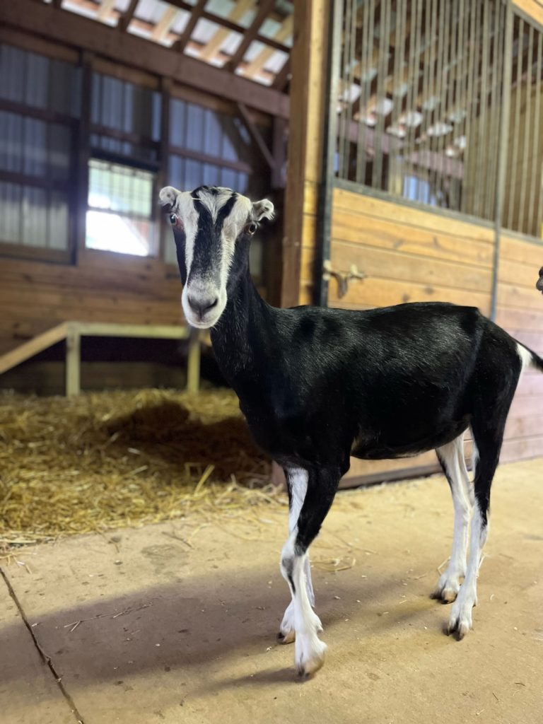 Sadie the goat