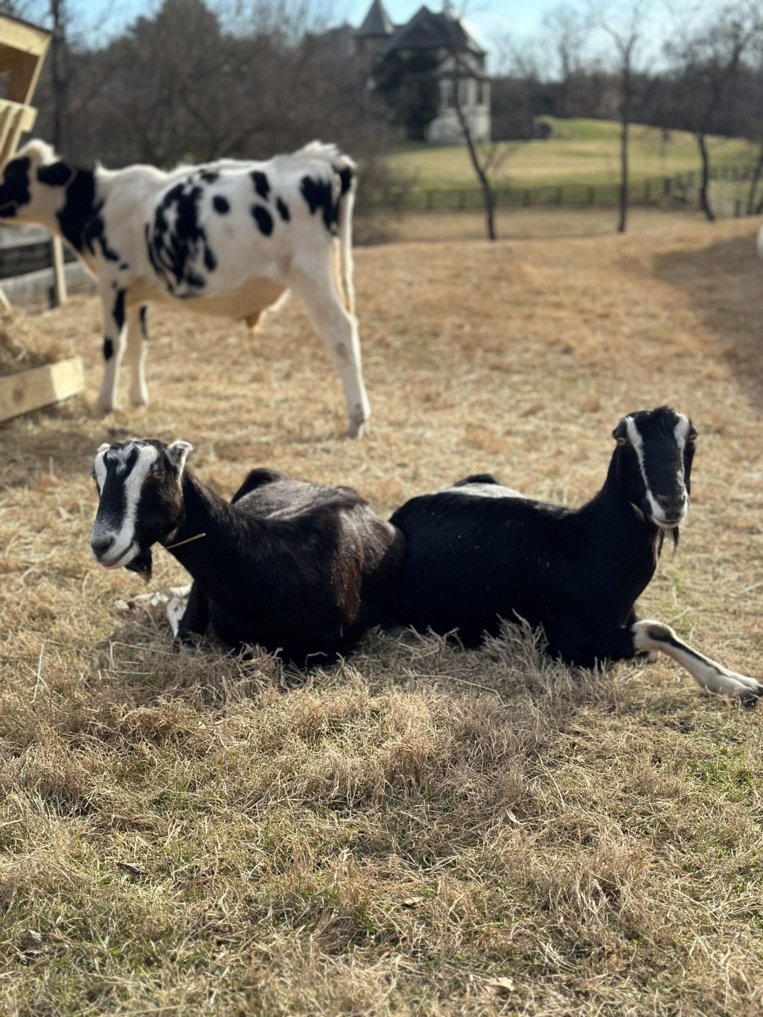 eleanor-rosie-s-farm-sanctuary