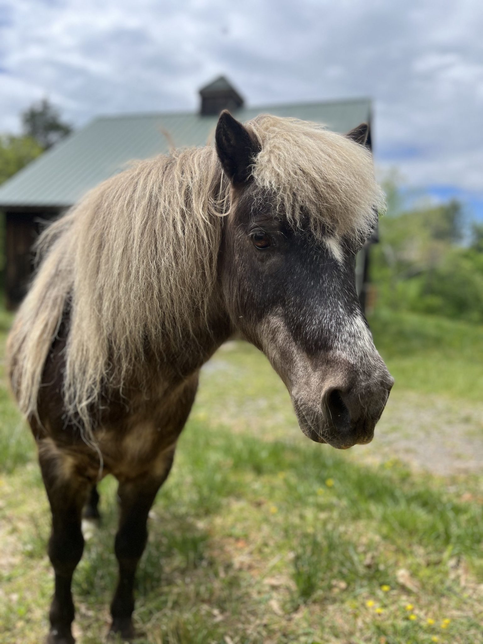 jeffrey-rosie-s-farm-sanctuary