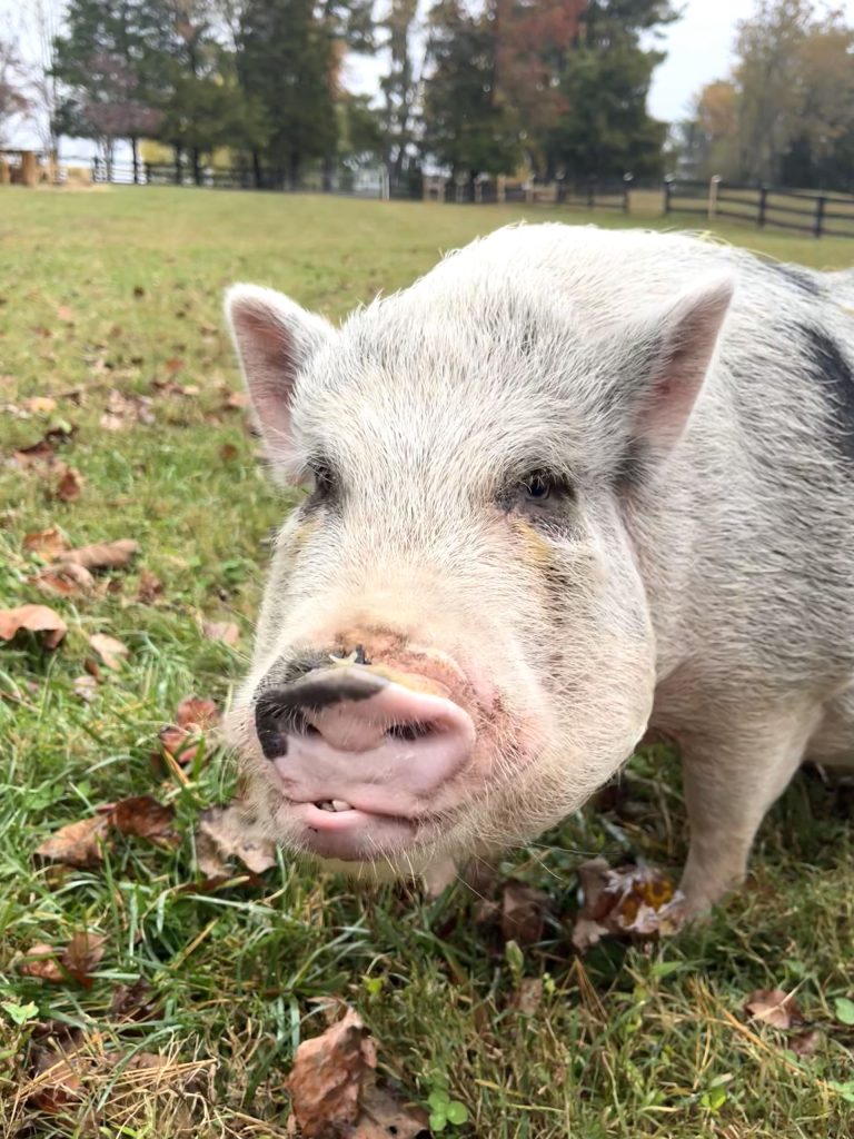 winston potbelly pig