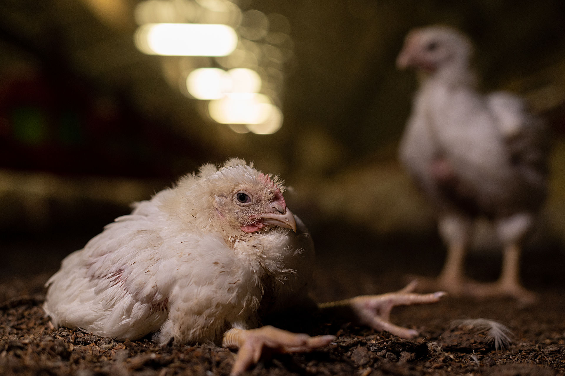 One of Europe’s biggest chicken farms is raising chickens in appalling conditions in Italy. That is the finding of a Spanish NGO <a href="https://www.equaliaong.org/" target="_blank" rel="noopener noreferrer">Equalia</a> who investigated this farm in 2021. This farm’s chickens, like those in other big broiler farms, are raised in huge sheds illuminated with continuous artificial light up to 24 hours a day. These chickens are constantly fed to increase their body weight until they reach market weight, usually in about six weeks. Following this period, they are put in cages, loaded onto trucks, and driven to the slaughterhouse.

This farm is part of a much larger farming industry located in Italy’s northern and northeastern regions where most of the country’s chickens are slaughtered. The annual number of poultry slaughtered is second only to the number of pigs killed per year, with one company alone slaughtering over 350 million birds annually. Italy’s poultry industry is mostly vertically integrated: the same companies own the entire supply chain, from breeder flocks, hatcheries and grow-out flocks to feed production, slaughter and processing. 

Hundreds of family- or corporate-owned farms, slaughterhouses, and feed producers are located within a 50-kilometer range. The biggest farm reportedly has five floors with about 20,000 chickens on each floor. On these farms, chicks are usually killed after just 40 days. Many may die from disease or thirst. Their fast growth rate often causes leg problems with birds unable to support their own weight. Chicks lying on the ground in agony, unable to reach water dispenser systems is also a common sight.