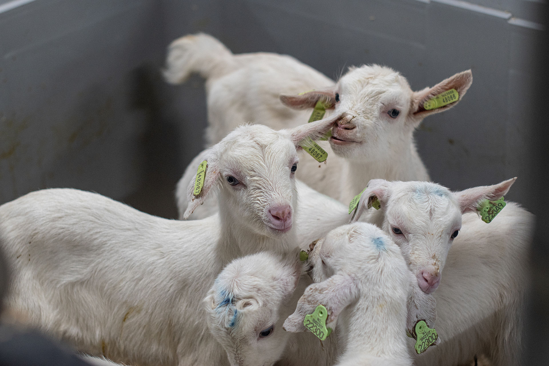 Baby (kid) goats crowded together and isolated from their mothers in a small pen at a goat dairy farm in the Netherlands. They are separated from their mothers on the first day of their birth so that their mother's milk can be used for human consumption. T