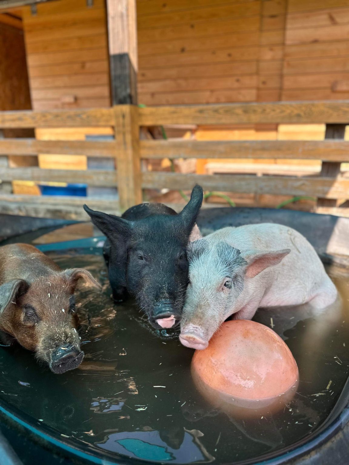 rosie-s-farm-sanctuary