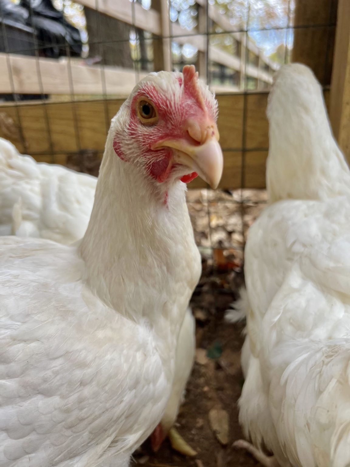 rosie-s-farm-sanctuary