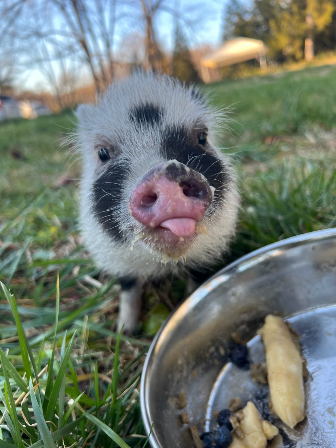 rosie-s-farm-sanctuary
