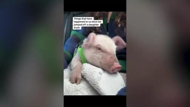 piglets-save-themselves-slaughter-daring-leap