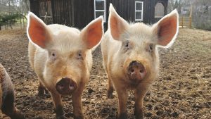 Pigs