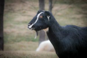 Goats