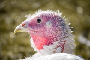 Turkeys