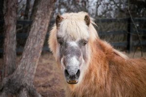 Miniature Horses