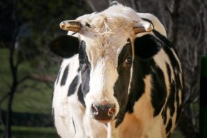 Cows