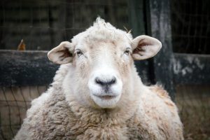 Sheep