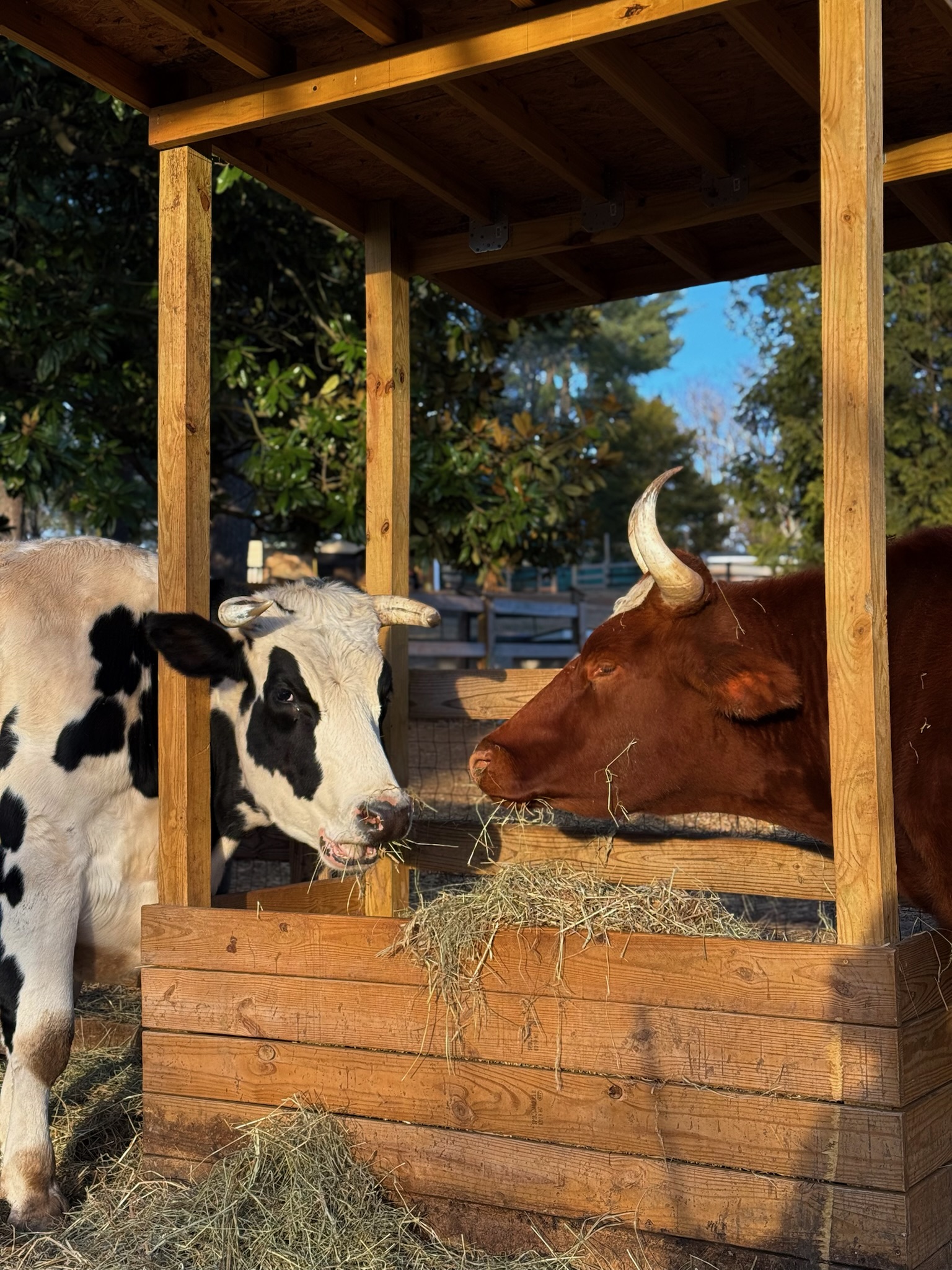 Cow Trip - Rosie's Farm Sanctuary