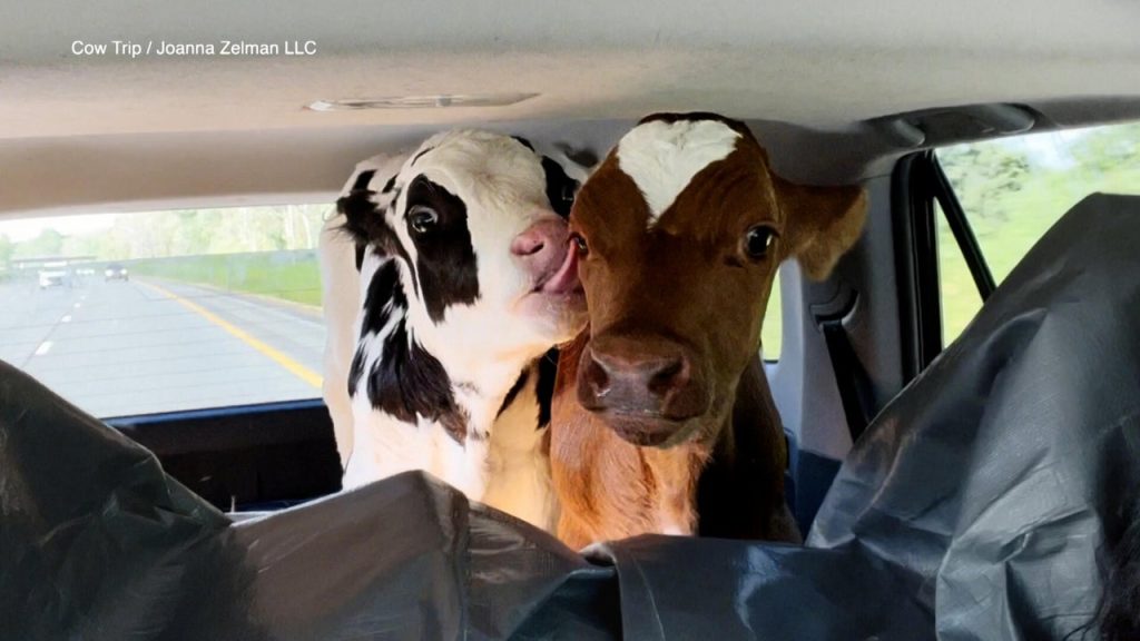 cowtrip