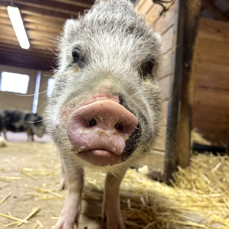 Oliver AKA Oli potbelly pig at Rosies Farm Sanctuary